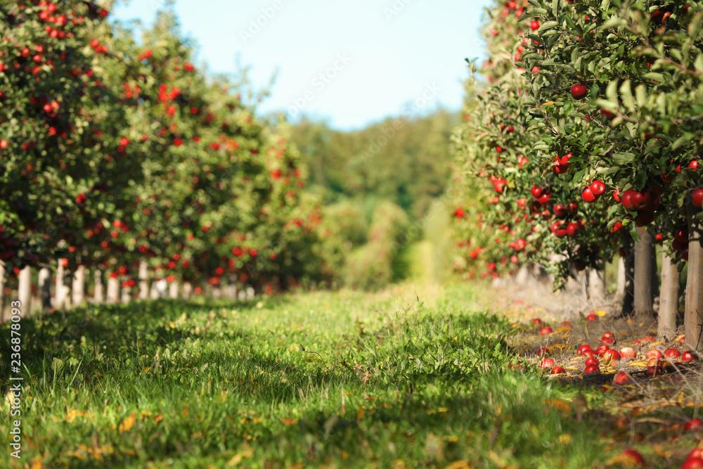 apple orchard in autumn