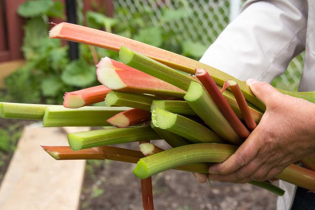 Close-up of rhubarb stalks being harvested