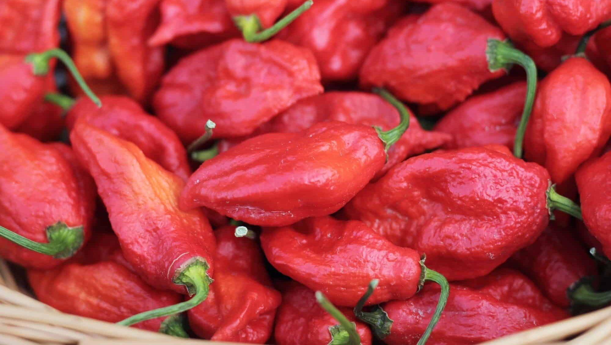a person wearing gloves and a mask while preparing ghost peppers